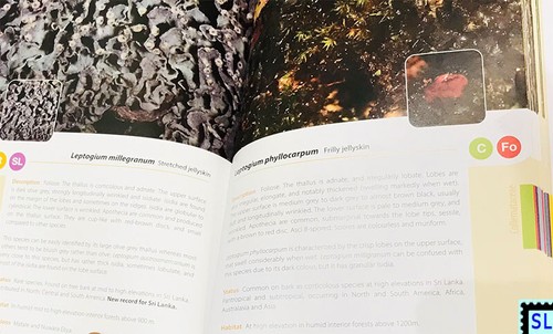 Sri Lanka Books, Fascinating Lichens - Picture 3 of 3