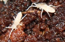 Mixed Culture of Temperate  Tropical White Springtails. DalmatianIsopods Bonus