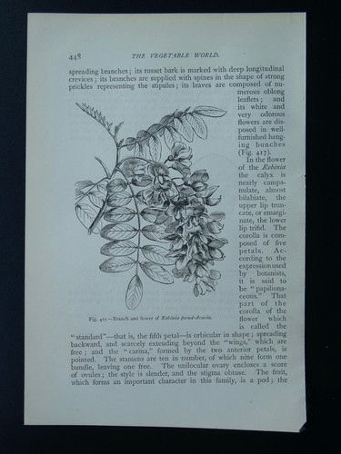 c1872 Antique Figuier Print FLOWER OF ROBINIA PSEUD ACACIA The Vegetable World - Picture 2 of 2