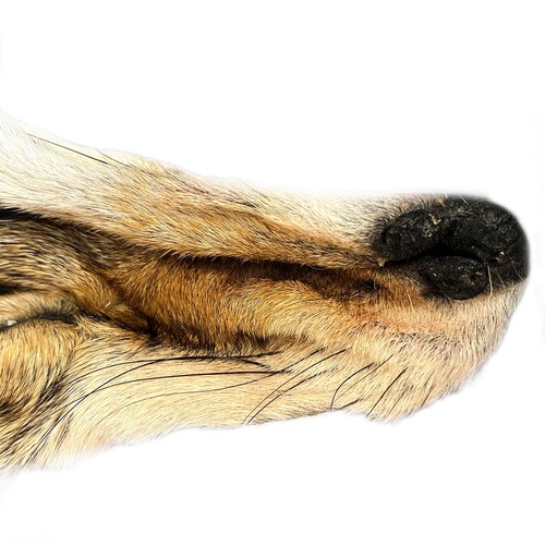 Echtes Kojotenkopf Fell Pelzfelle Häute Imitat Wolfskopf Haut Pelze, Pelze De... - Bild 6 von 9
