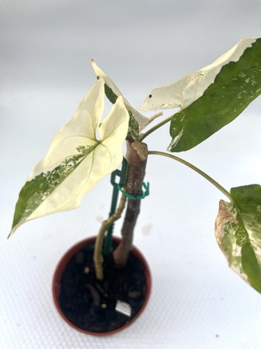 Syngonium Fantasy Vine Variegated Marble Patterned -1 Pot 6cm-Indoor Houseplant - Picture 1 of 6