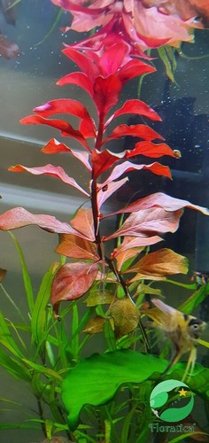 Live Aqua Plants Ludwigia Repens -Rubin Fish Tank Tropical Shrimp Safe Aquascape - Picture 3 of 11