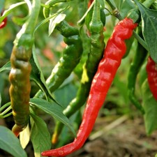 101 CAYENNE Hot Red PEPPER Seeds Organic Summer Vegetable Garden Container Easy
