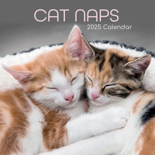 Cat Naps - 2025 Square Wall Calendar Pets Animals 16 Months Premium Planner Gift - Bild 1 von 4