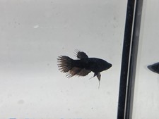 1 Live Small Super Black Crowntail Female Betta WYSIWYG US Breed