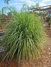 5 Lemongrass Stalks Plugs Live Cymbopogon Plant Healthy Herb Lemon Grass Organic