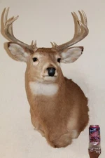 Whitetail Deer Head Shoulder Mount Taxidermy Cape Shed Antler Hunt Mule Rack