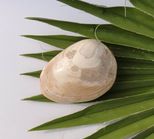 fossile Muschel Versteinerung MM016 Madagaskar Fossil - Bild 1 von 2