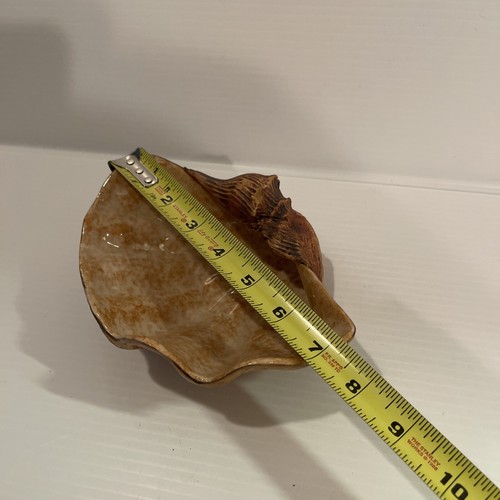 Plato de cerámica de estudio firmado vintage esculpido Seashell Bowl 2003 Ellen Evans - Imagen 9 de 9