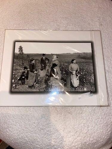 Cicero C. Simmons 8x10 Black & White Photo Print Cotton Pickers