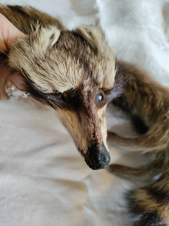 Cuello Bufanda Piel Mapache Años 20 Raro, Hermoso Estado, Cierre Clip. Foto 3 de 4