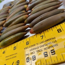 Oriental Orange Mangrove Seeds, 5 Propagule Live Plants, Bruguiera Sexangula