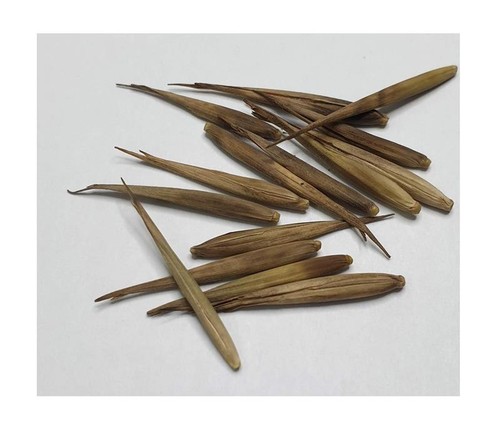 10x Phyllostachys pubescens = edulis Moso Bambus Garten Pflanzen - Samen B94 - Picture 2 of 7