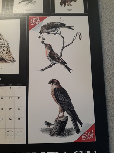 Calendario arte parete uccellino quadrato vintage Birds 2025 nuovo sigillato bellissimo - Foto 5 di 7