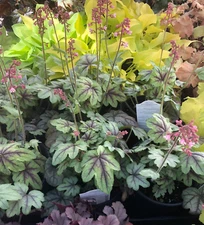 Heucherella PINK FIZZ coral foamy bells shade foliage plant