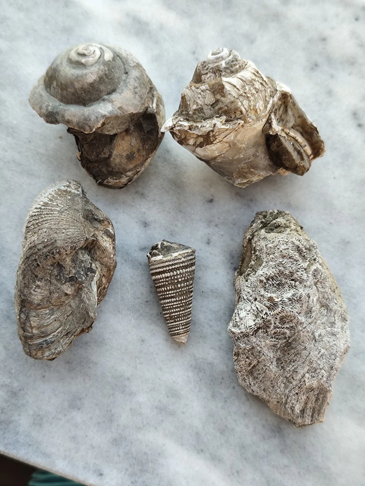 Small Fossil Collection - Turritella, Coral, Shell, Gastropod - Image 2 of 3