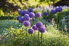 Purple Sensation 🌱 Allium 5 Bulbs Early Spring Bloom's Easy Garden