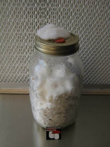 Mushroom spawn kit - grow your own mushroom spawn, includes culture. - Picture 4 of 6