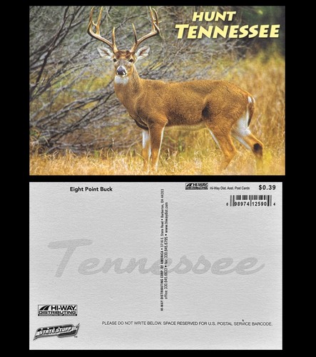 Hunt Tennessee • Eight Point Buck White Tail Deer on Alert - Picture 2 of 3