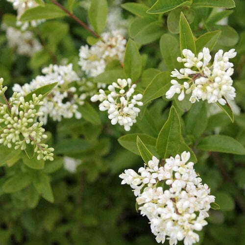 Ligustrum vulgare - ligustro volgare (Vaso quadro 9x9x20 cm) - 70-90cm - Foto 1 di 3