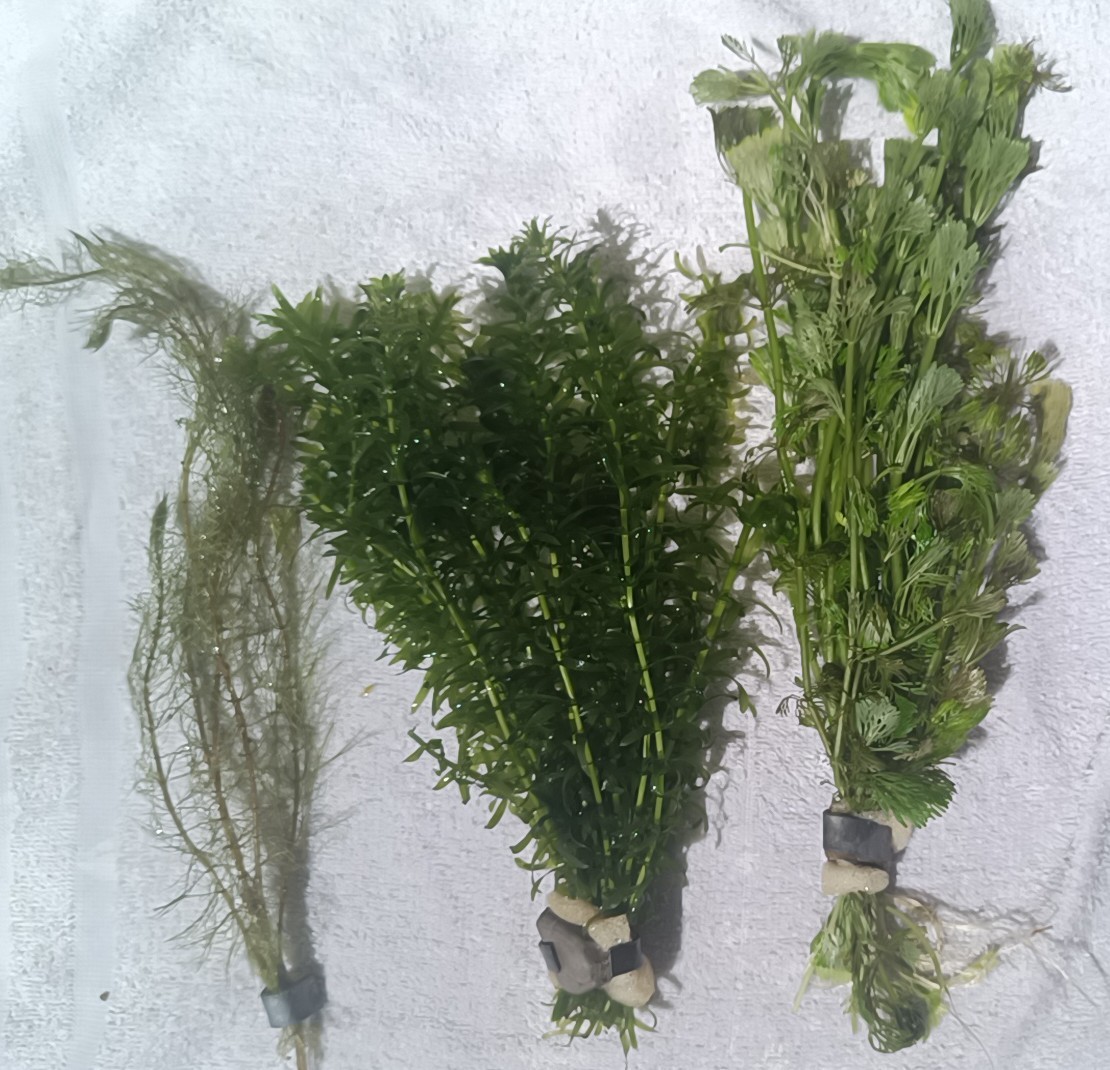 Aquarienpflanzen Mix – ca. 50 Stängel