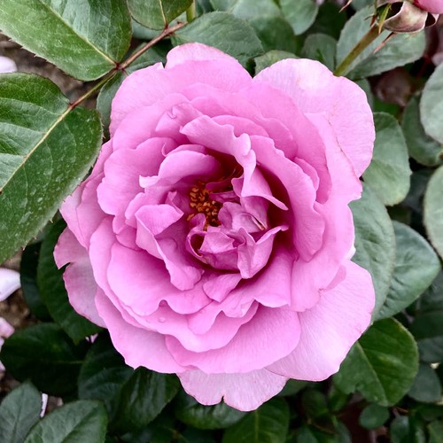 Harkness Roses - Rose 'Harry Edland' Lilac Flowers 3 Litre Pot - Picture 4 of 5