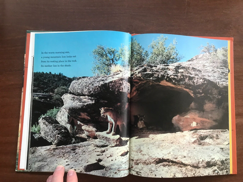 Wild Cats: National Geographic Books Young Explorers; 1981; HC Good - Picture 8 of 10