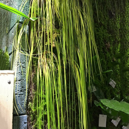 1x Hojas de césped de plástico artificial simulación planta falsa colgante de pared decoración del hogar - Imagen 4 de 12