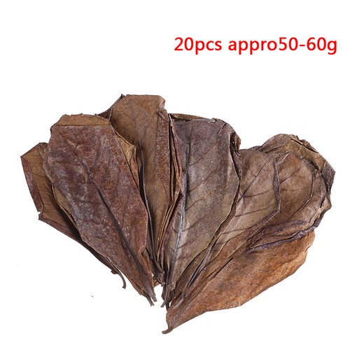 20Pc catappa leaves almond tree aquarium clean tool terminalia leaf ab.w7 - Picture 9 of 10