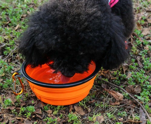Faltbarer Hund Katze Haustier Napf Futter Wasser Fütterung Silikon Tragbar Reise Camping - Bild 8 von 15