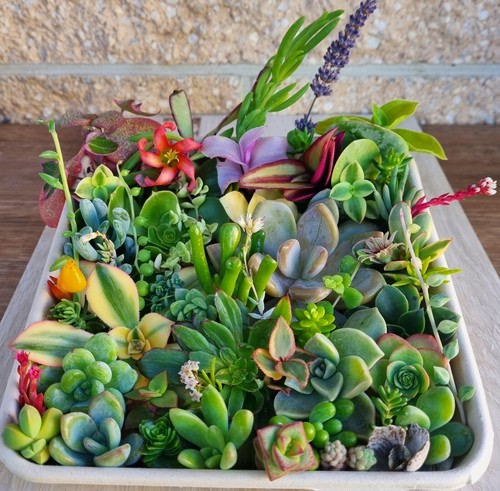 SUCCULENT Winter Mix Colour Cuttings Echeveria Sedum Variety Collectors Pack - Picture 4 of 11