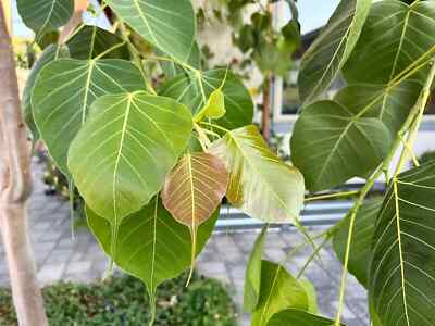 Bodhi Tree - 8 LIVE CUTTINGS from Rare Tree For Propagation Ficus Buddha Sacred
