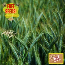 Fresh Premium Oat Plant Seeds | Organic | Hulless | Heirloom Non-GMO | Grains
