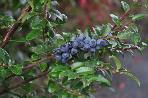 50 Vaccinium ovatum SEEDS black evergreen huckleberry oregon harvested berry pla - Picture 2 of 4