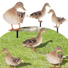 Acrylic Duck Garden Ornament Enhance the Beauty of Your Outdoor Setting
