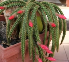 4" Rat Tail Live Cactus/Succulent Fully Rooted-Aporocactus Flagelliformis. Rare.