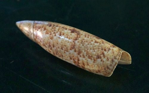 Terebellum Terebellum 48.8mm GEM , beautiful DARK Pattern WOW!!! - Picture 1 of 7