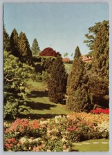 Insel Mainau Lake Constance Shore Garden Dahlias Conifers Vintage Postcard