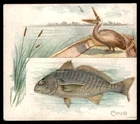CHUB 1889 N39 Allen & Ginter 50 Fish From American Waters