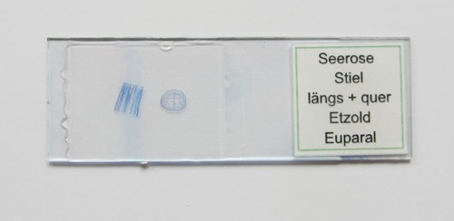 Mikroskopisches Präparat / Objektträger Seerose
