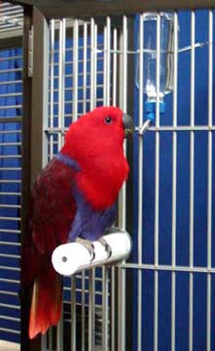 PEDICURE Parrot PERCH 1½"x12" bark-textured stone for cages trim BIRD nails/beak - Picture 5 of 6