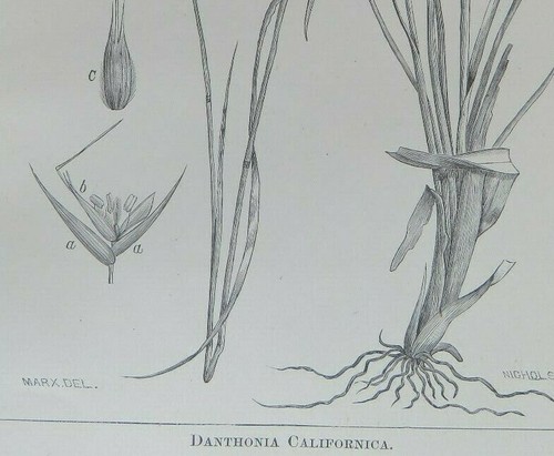 1881 Litografia California Avena Grass Californica Stampa Botanica 5-3/4"" x 9" - Foto 2 di 3