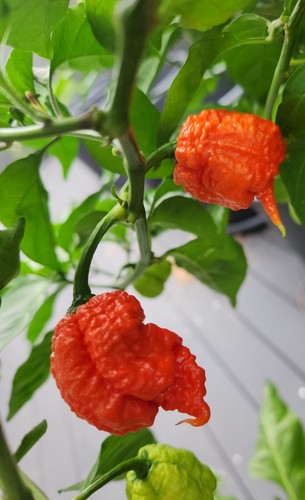 Semillas de pimienta de chile extremadamente picante rojo Carolina Reaper 15 semillas - Imagen 1 de 2