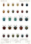 Beetles - Coleoptera - 1885 - Insect Illustration Poster