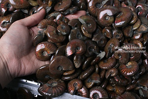 2.2lb Wholesale Price ! 70-90 Pcs Rainbow Ammonite Fossil Crystal Specimen - Picture 9 of 10