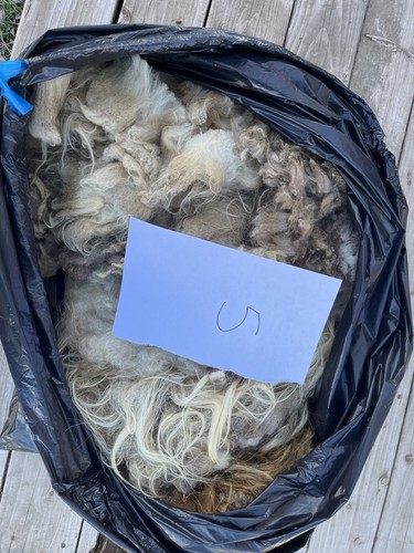 Raw Sheep Wool - Navajo Churro Sheep 6+ LBS Per Fleece - $10 Shipping - Picture 5 of 6