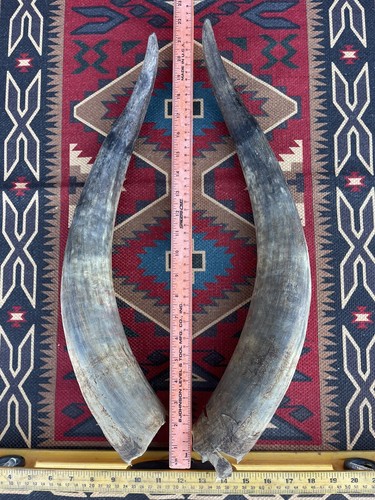 New Renaissance Fair Steer Watusi Cattle Bull Cow Long Horn Taxidermy Medieval