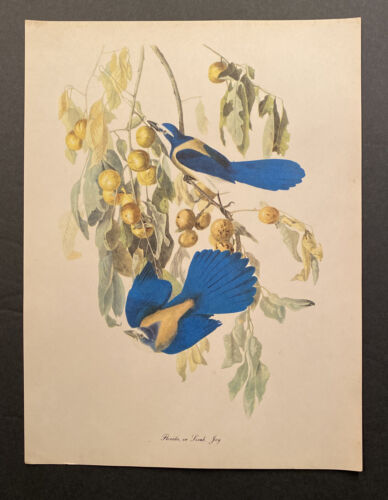 Audubon Birds of America Florida Scub Jay Roger Tory Peterson Portfolio Print - Afbeelding 1 van 5