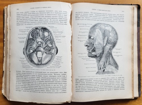 Ранке И. Человек. В 2-х томах. Том 1. Серия "Вся природа". 1900 г. - Bild 19 von 21
