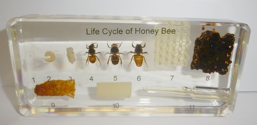 Honey Bee Apis mellifera Specimen Life Cycle Set Large Clear Block Learning Aid - Imagen 1 de 8